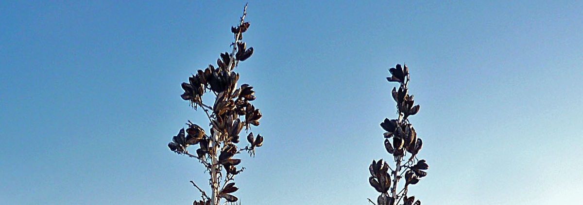 Palme