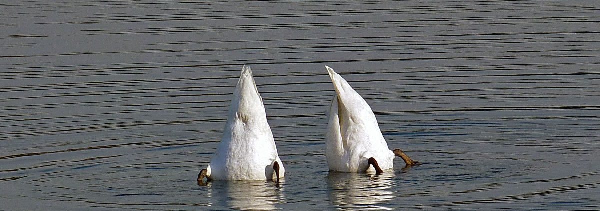 Gänse tauchen ins Wasser ein