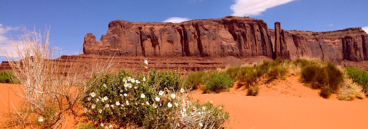Wüste mit Blumen